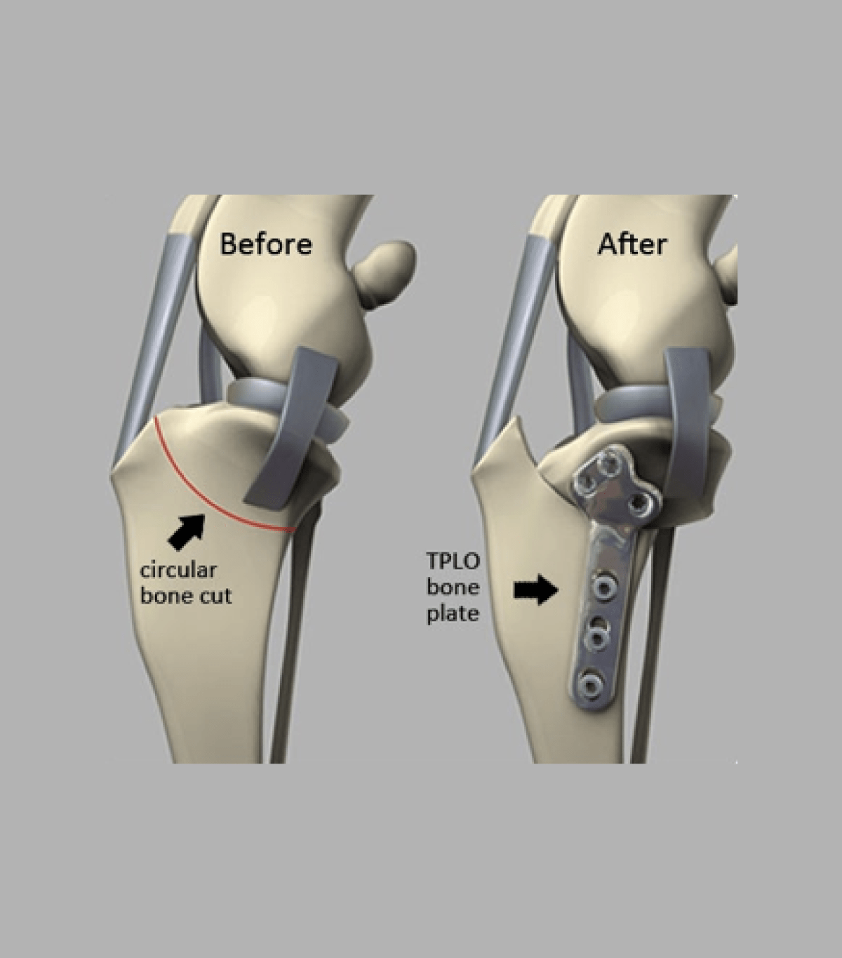 how long does it take a dog to recover from tplo surgery